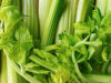 The Healing Power of Pravi Celer: Health Benefits and Cultivation Pravi Celer