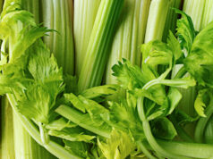 The Healing Power of Pravi Celer: Health Benefits and Cultivation Pravi Celer